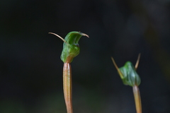 Pterostylis cernua