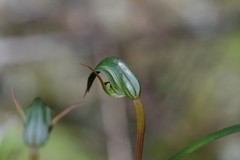 Pterostylis cernua