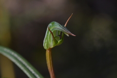 Pterostylis cernua