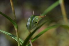 Pterostylis cernua