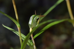 Pterostylis cernua