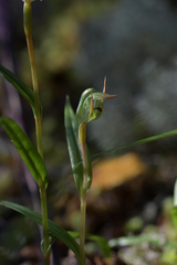 Pterostylis cernua