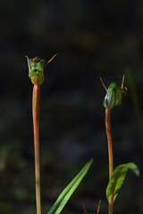 Pterostylis cernua