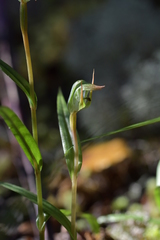 Pterostylis cernua
