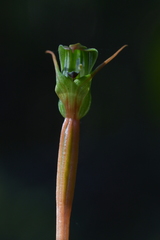 Pterostylis cernua