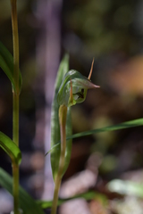 Pterostylis cernua