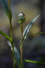 Pterostylis cernua