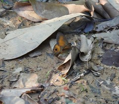 Hypocysta irius