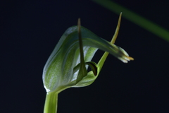 Pterostylis cernua