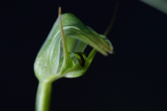 Pterostylis cernua