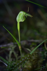 Pterostylis cernua