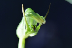Pterostylis cernua