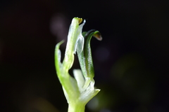 Pterostylis cernua