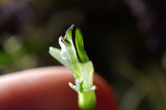 Pterostylis cernua