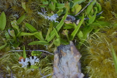 Pterostylis cernua