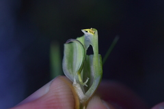 Pterostylis cernua