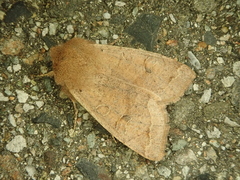 Anorthoa angustipennis