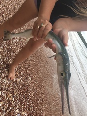 Tylosurus gavialoides