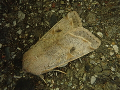 Orthosia incerta