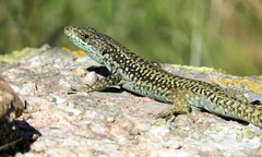 Cyren's Rock Lizard photo 3
