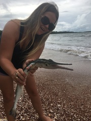 Tylosurus gavialoides