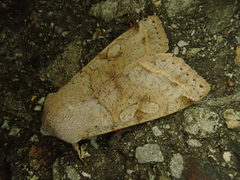 Orthosia evanida