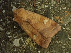 Diarsia canescens