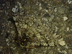 Biston robustum robustum