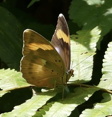 Euphaedra medon medon