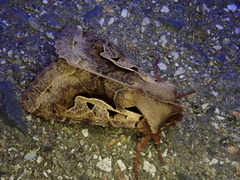 Perigrapha hoenei