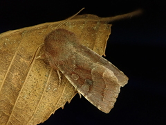 Orthosia ijimai