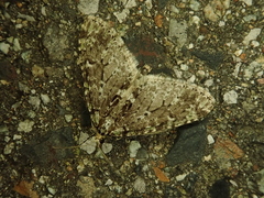 Trichopteryx miracula