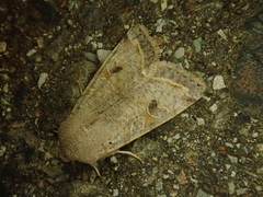 Orthosia incerta