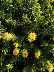 Pteronia onobromoides