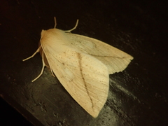 Descoreba simplex