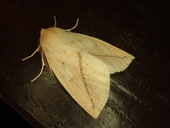 Descoreba simplex