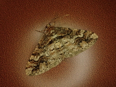 Agriopis dira