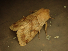 Orthosia aoyamensis