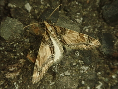 Trichopteryx ussurica