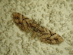 Eupithecia takao
