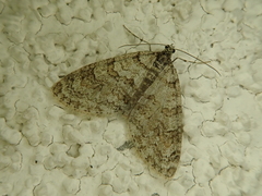 Trichopteryx microloba