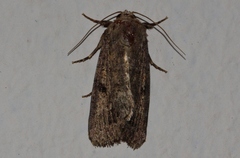 Spodoptera triturata