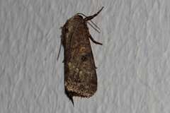 Spodoptera triturata