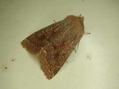 Orthosia ijimai
