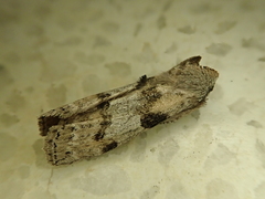 Neoploca arctipennis