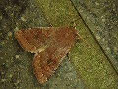 Orthosia ijimai