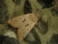 Orthosia carnipennis