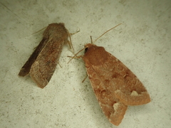 Orthosia odiosa