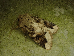 Orthosia limbata