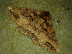 Cryptochorina amphidasyaria